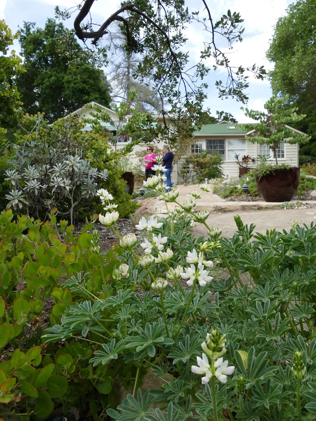 Water Wise Home Garden