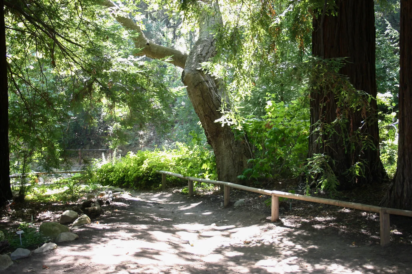 Redwood Section