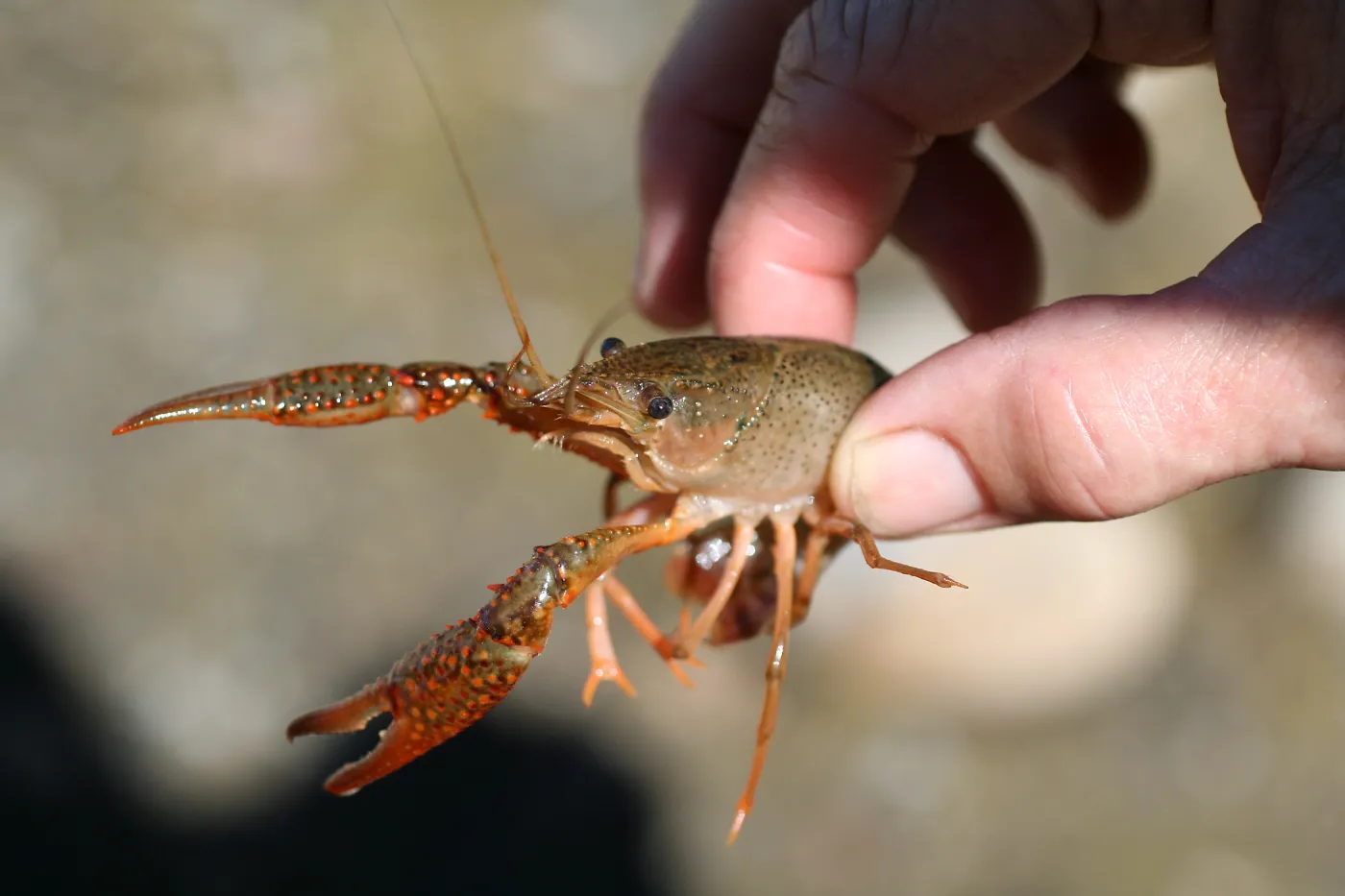 FamCamp 2006, Kids found crayfish
