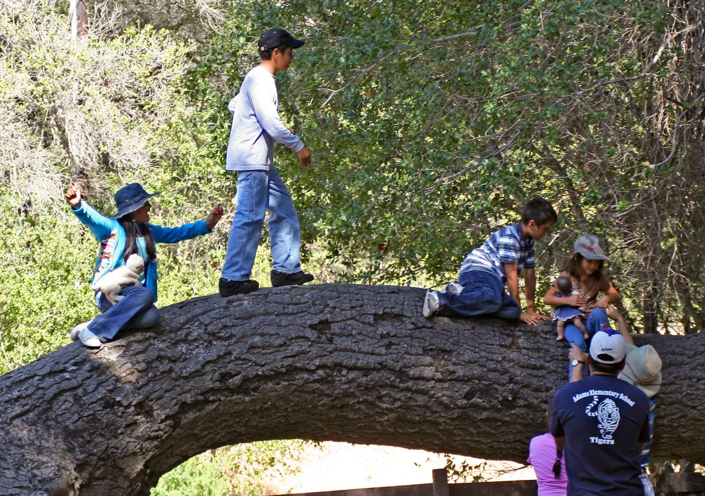 FamCamp 2008, Tree