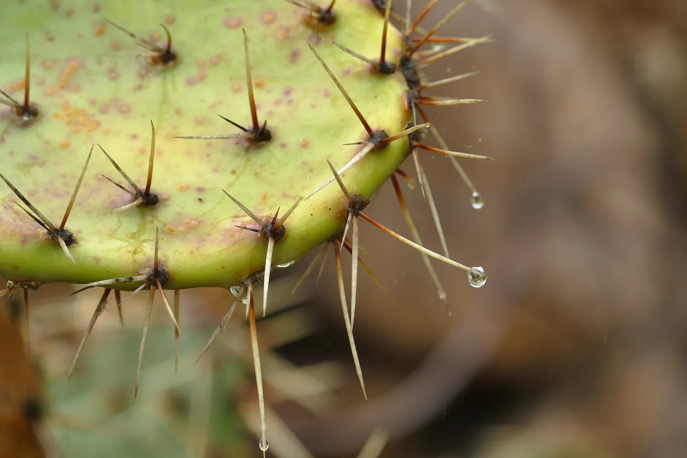 Raindrop on Coastal Prickly-pear spine