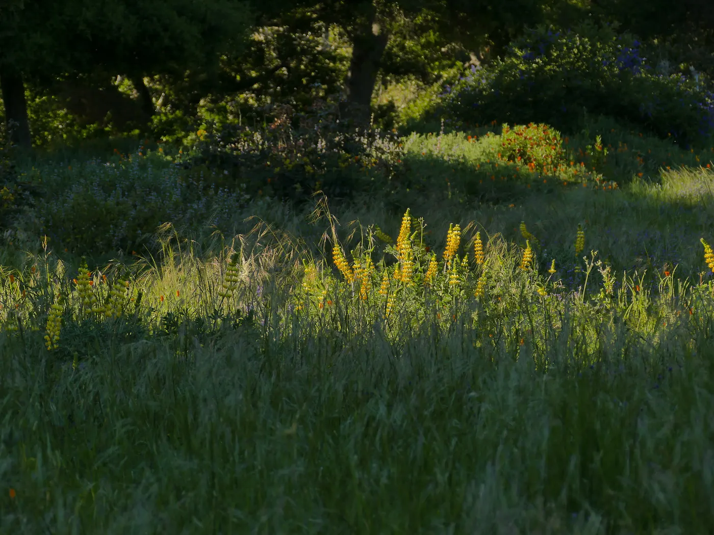Golden Lupine in the Meadow