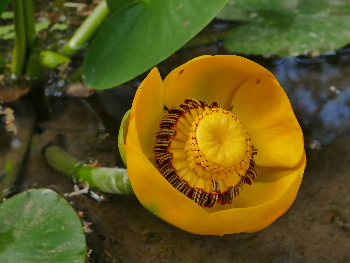Great Yellow Pond-Lily