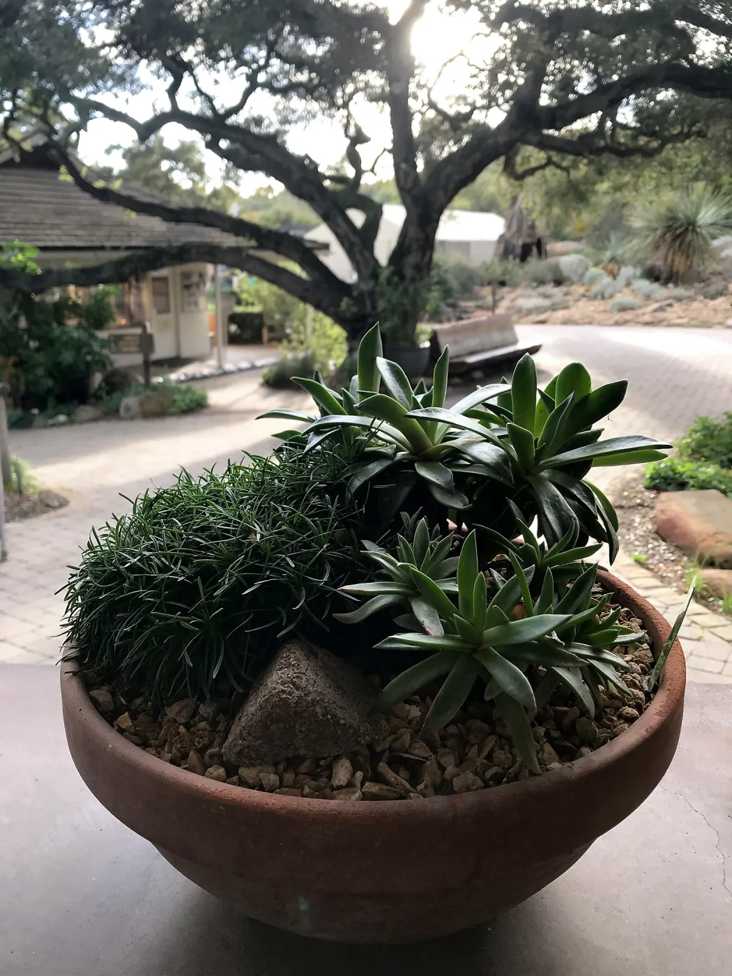Container Garden