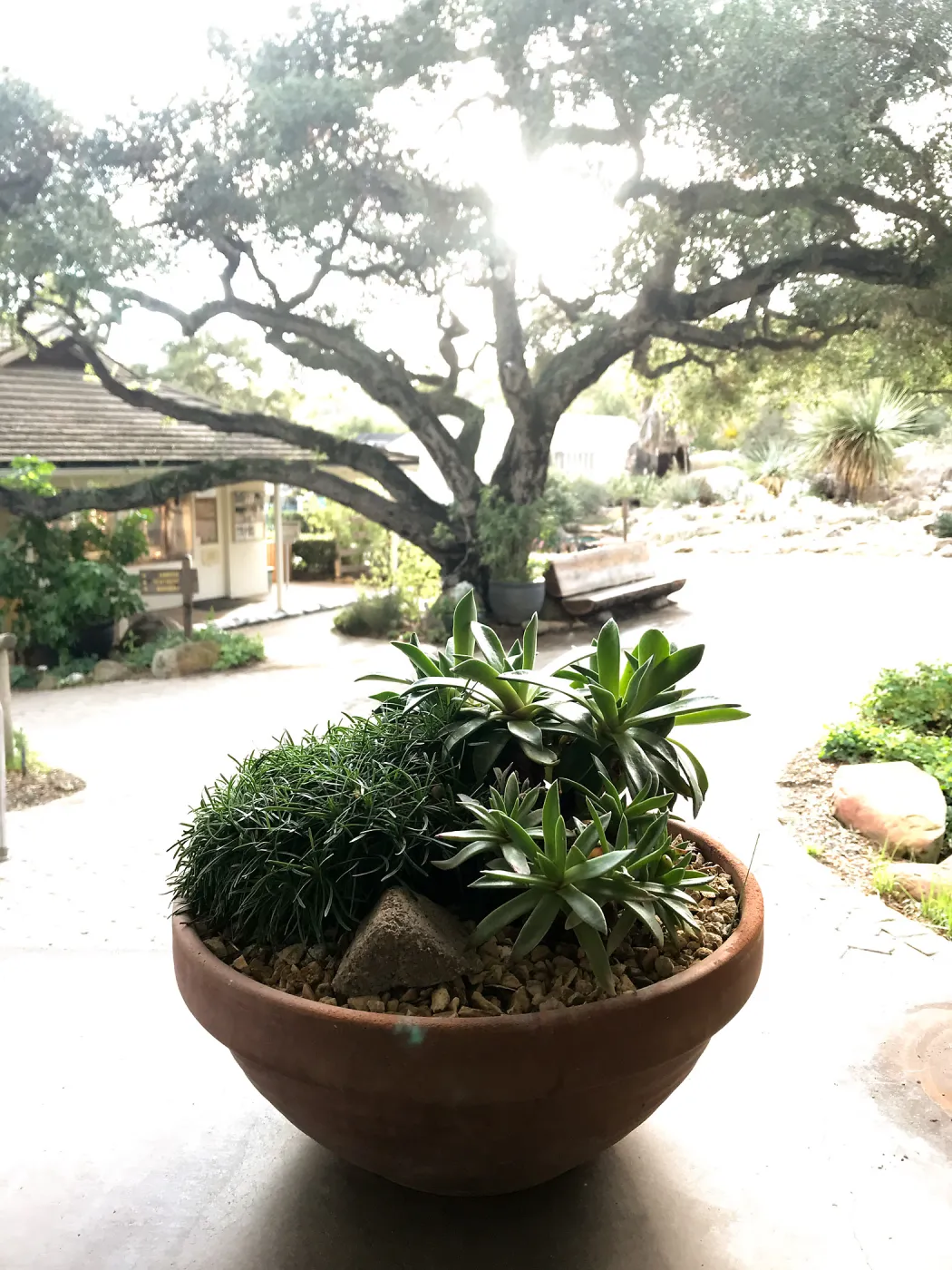 Container Garden