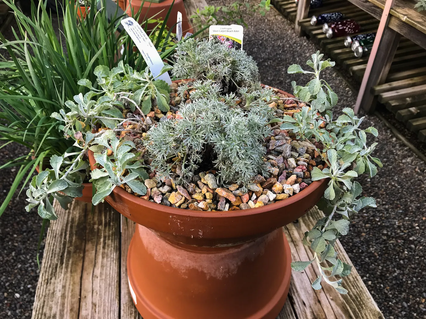Container Garden