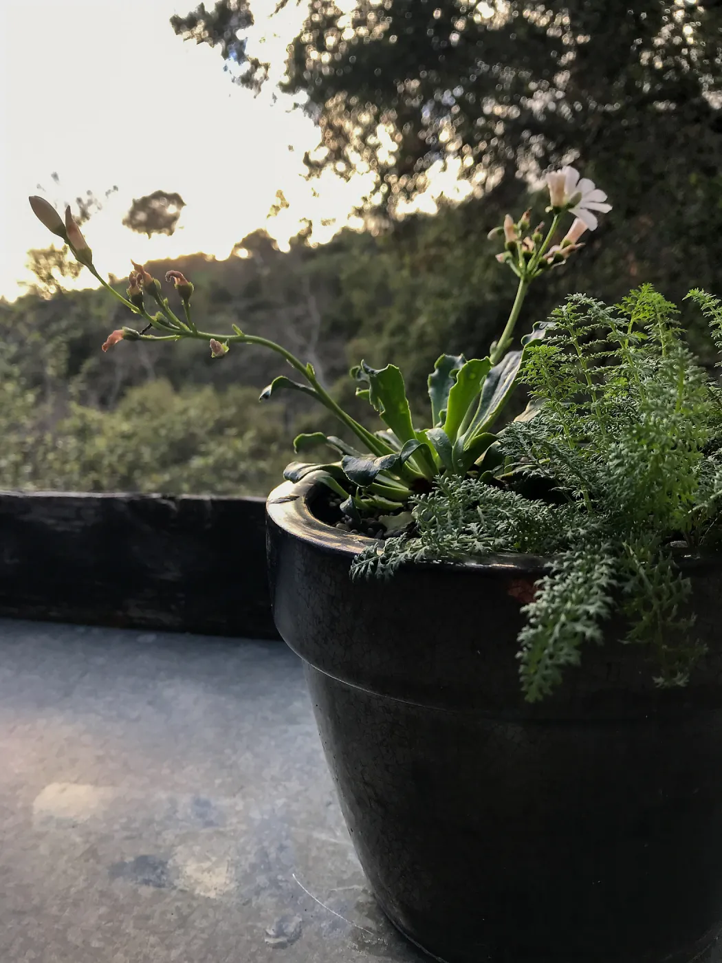 Container Garden