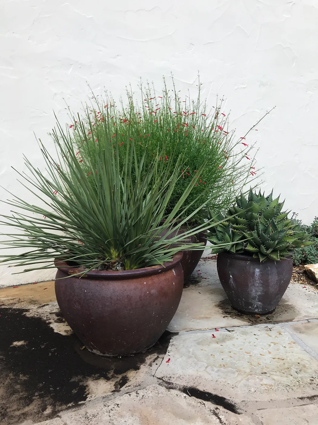 Container Garden