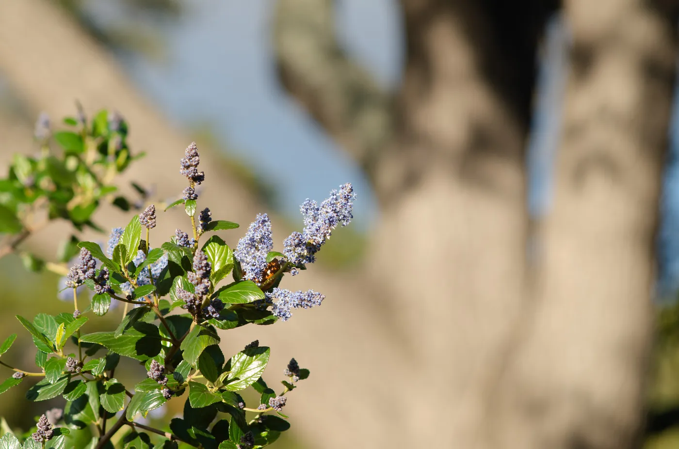 Ceanothus arboreus in bloom in the manzanita section. 