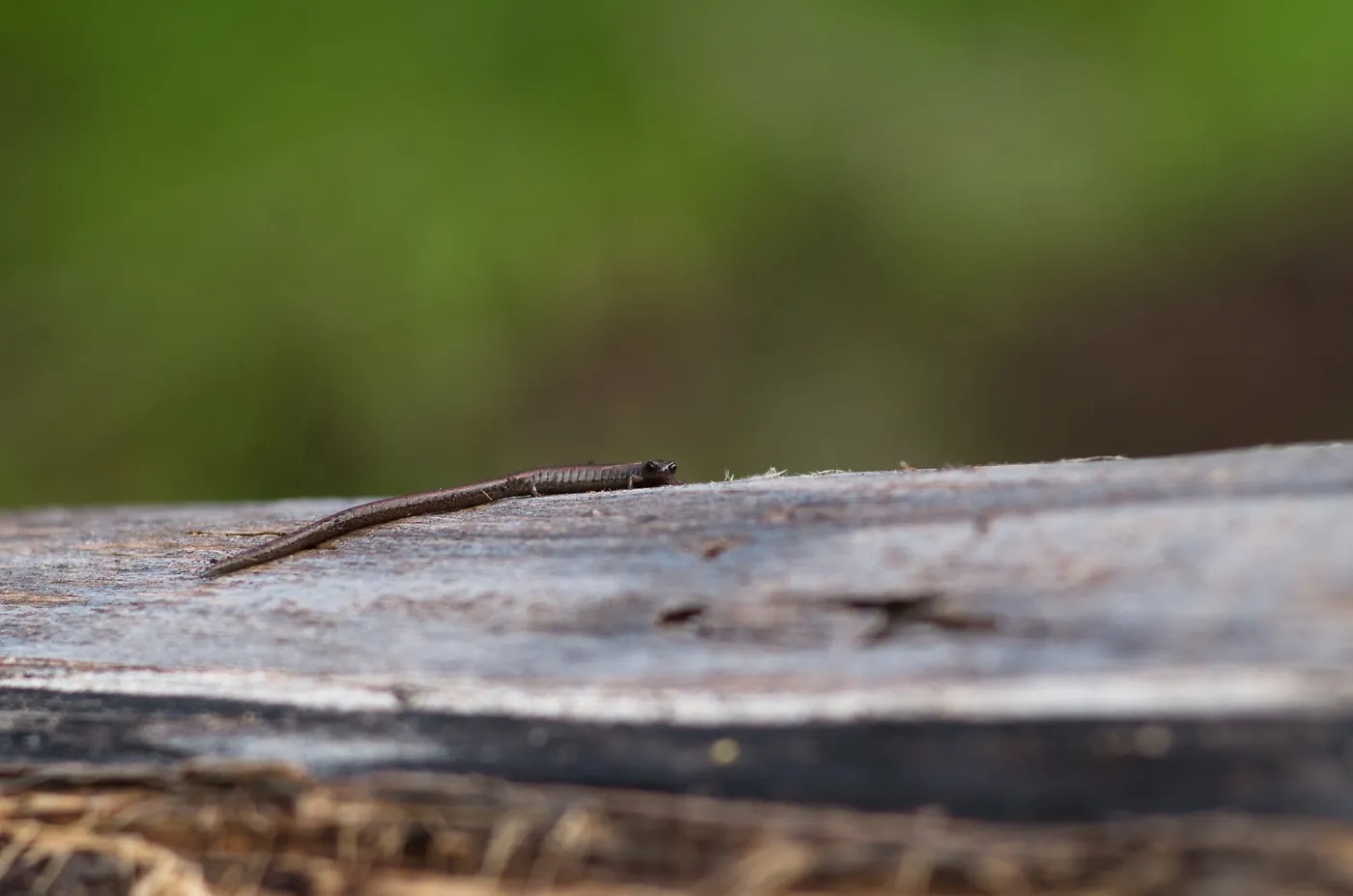 California slender salamander (Batrachoseps attenuatus) on downed wood in the old Island Section. 