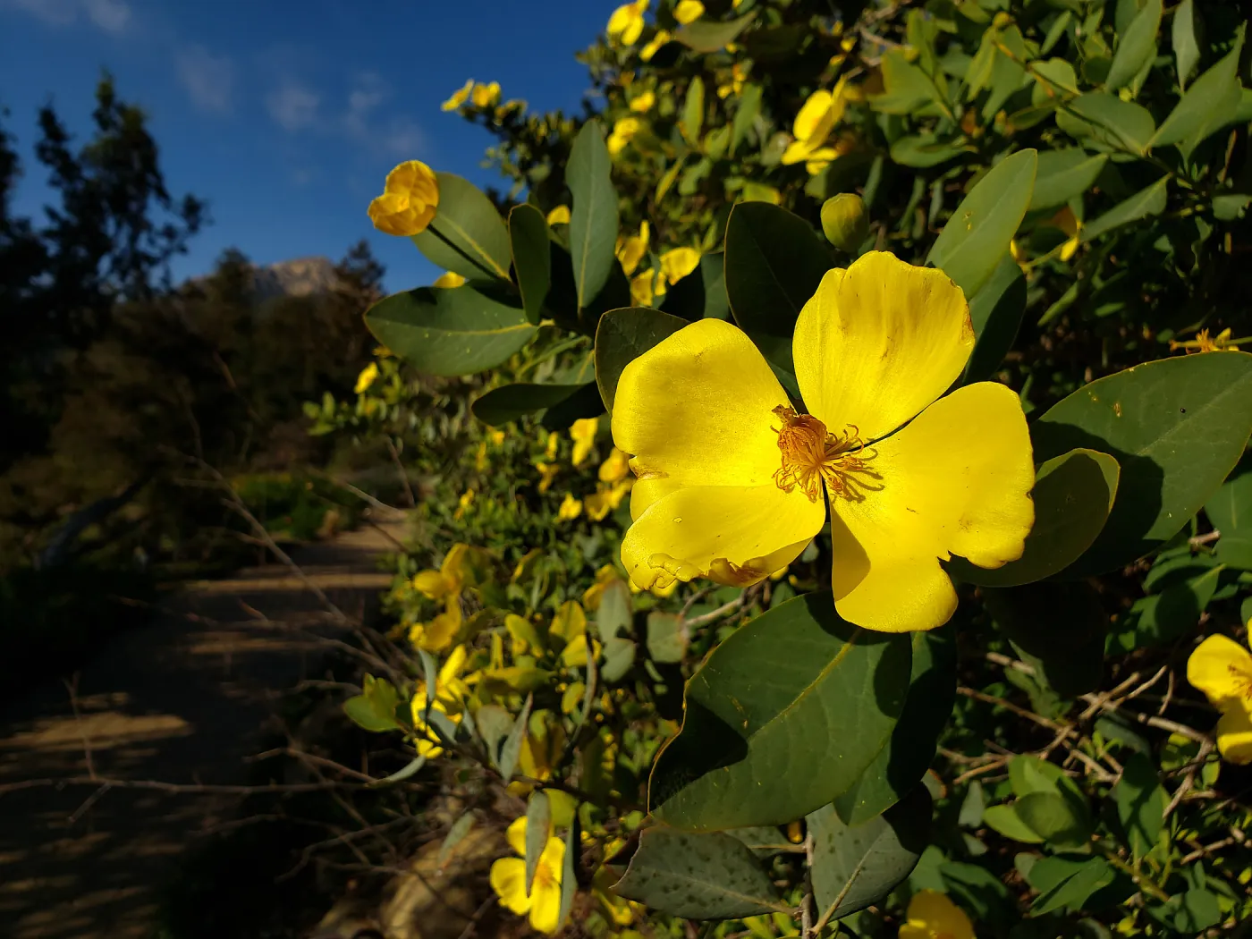 Bush Poppy
