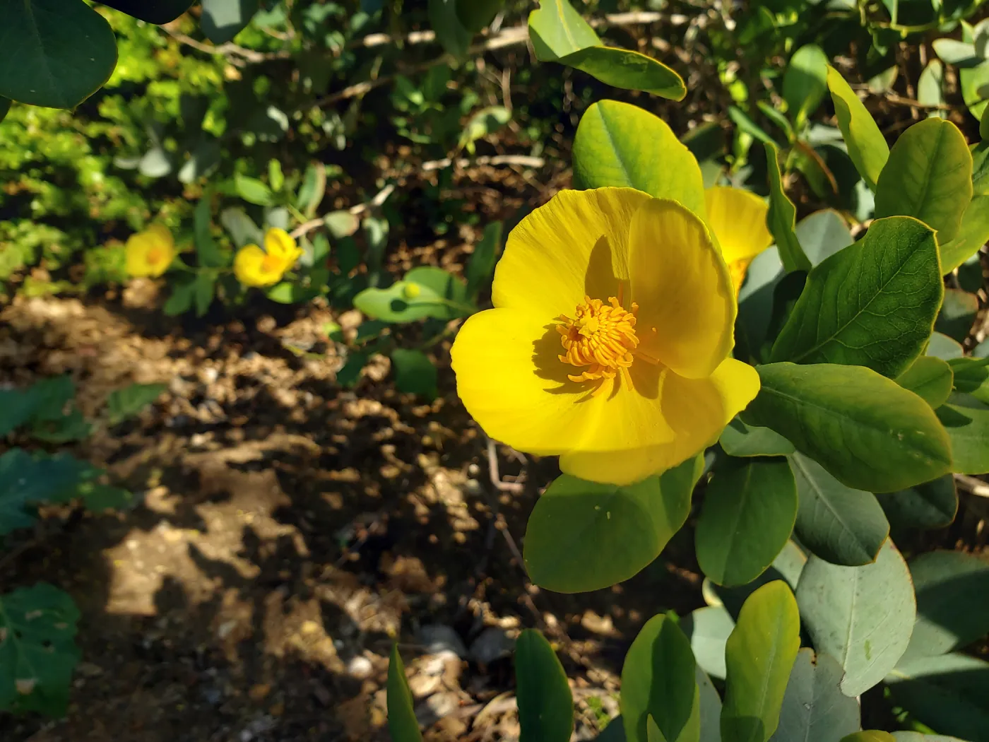 Bush Poppy