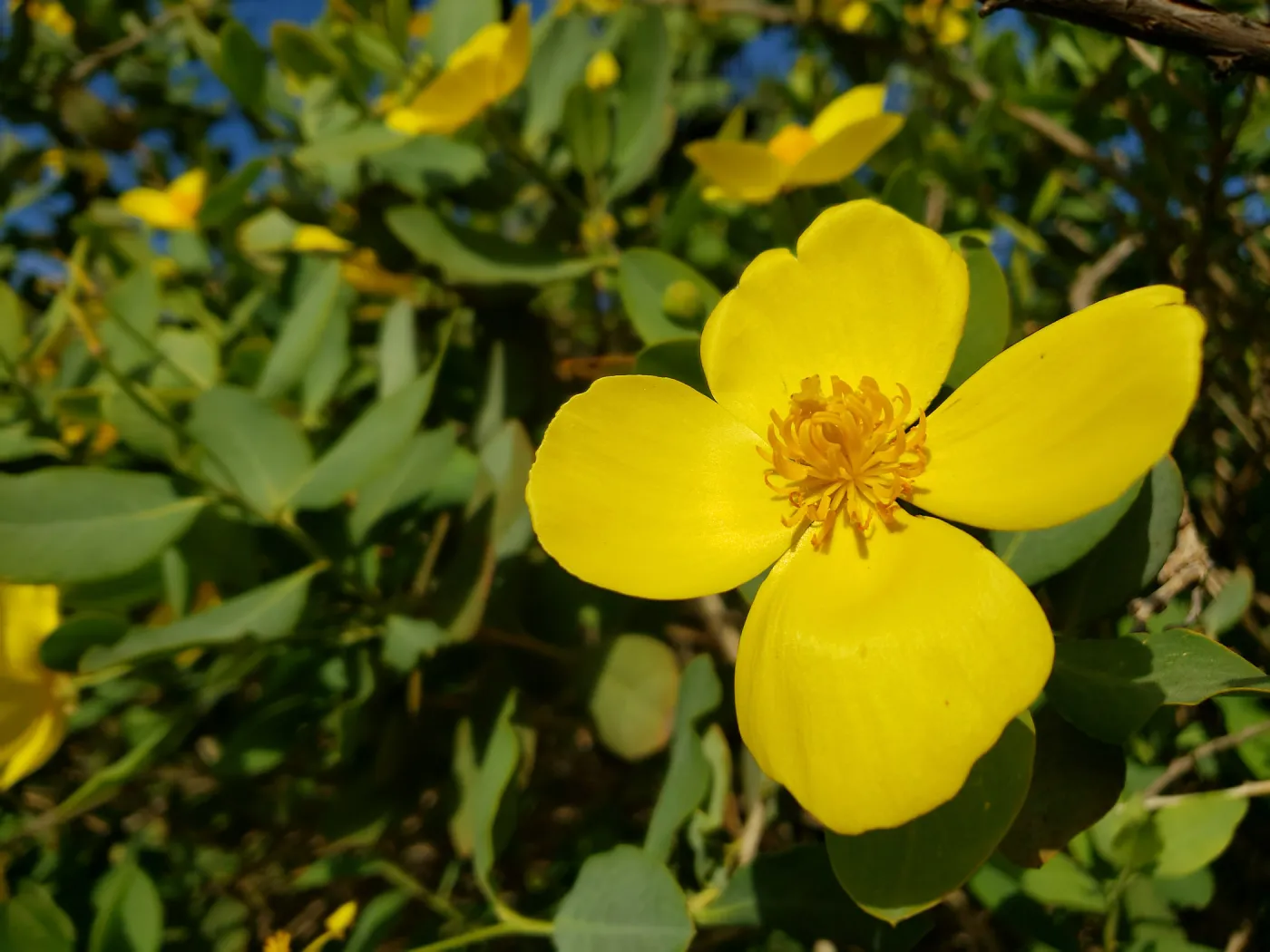 Bush Poppy