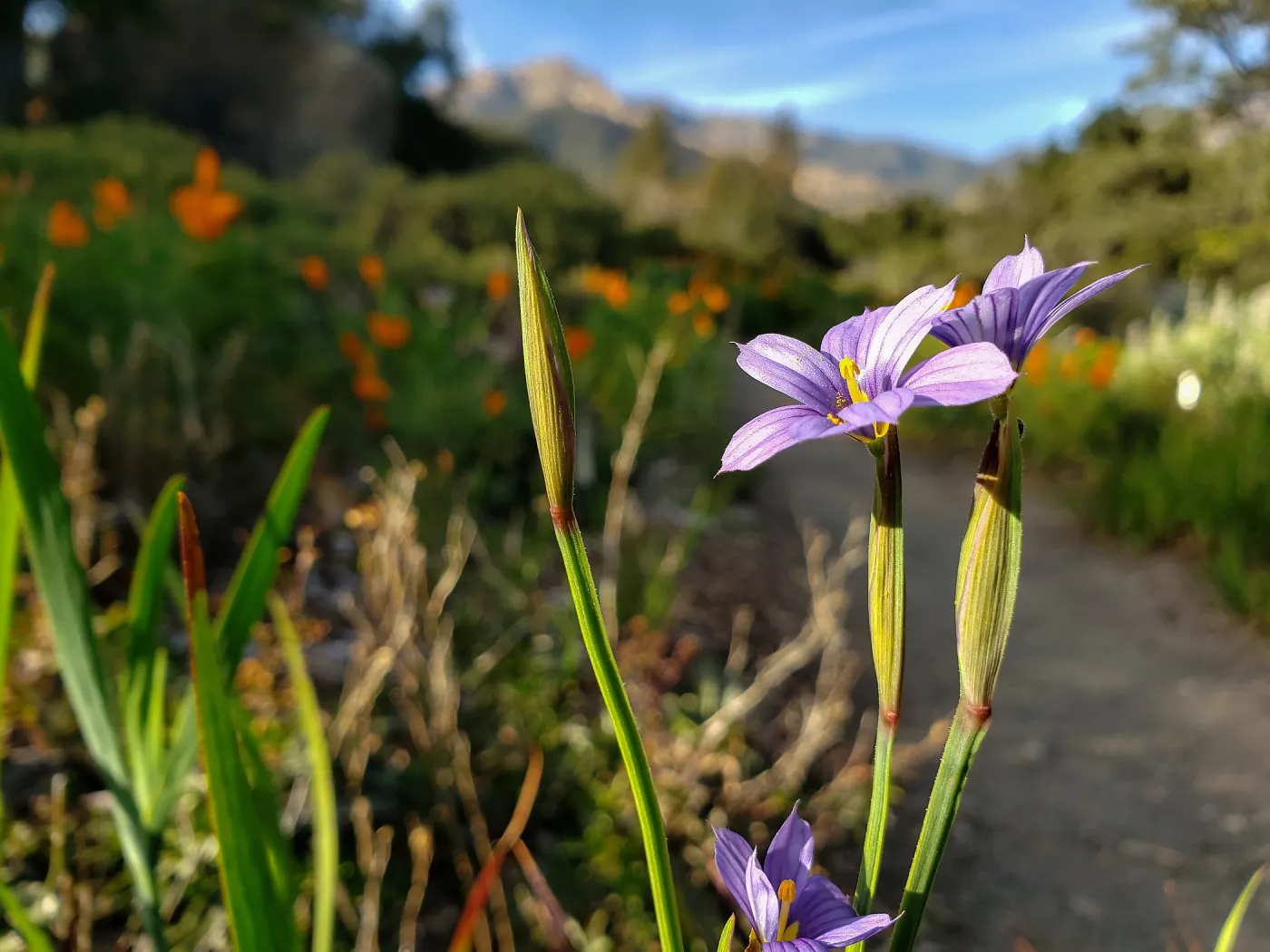Blue-eyed Grass