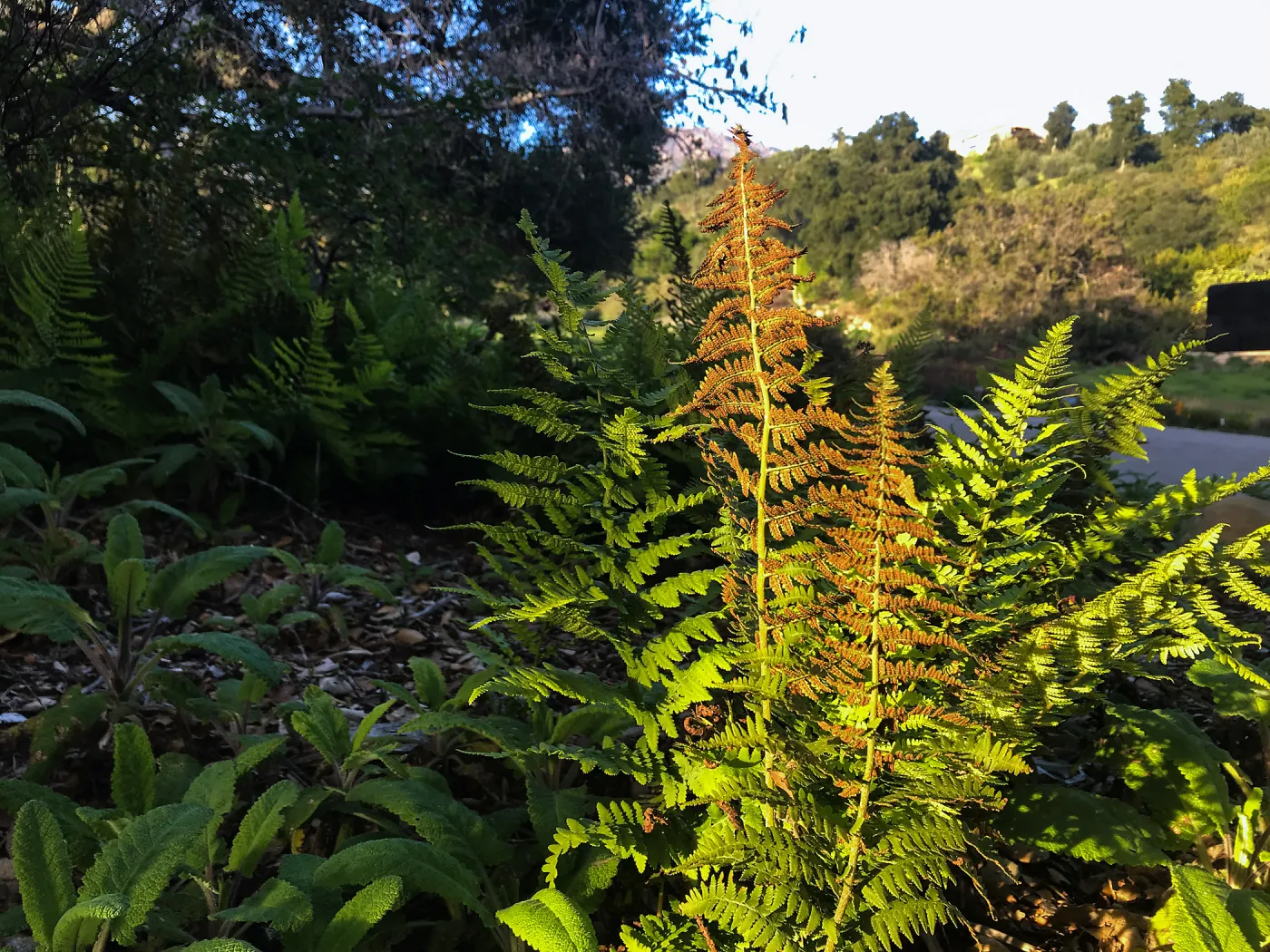 Coastal Woodfern