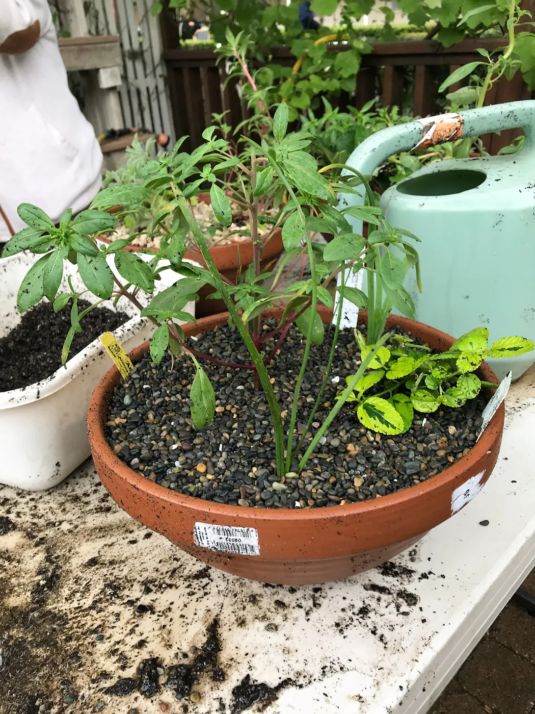 Create Your Own Container Garden taught by Patrick Wiley