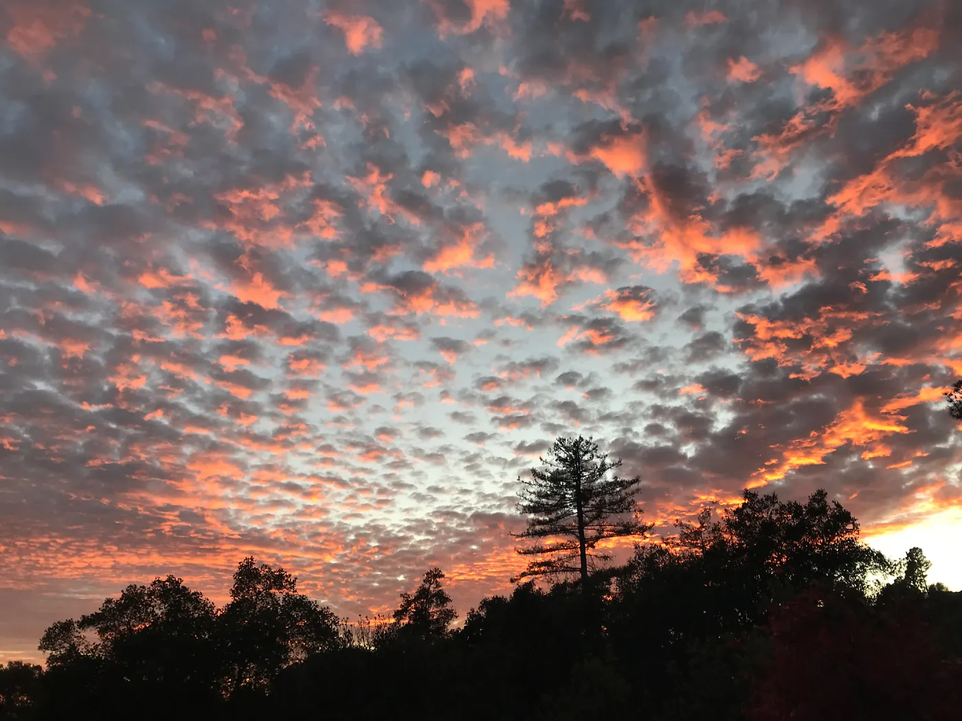Sunset over the Garden