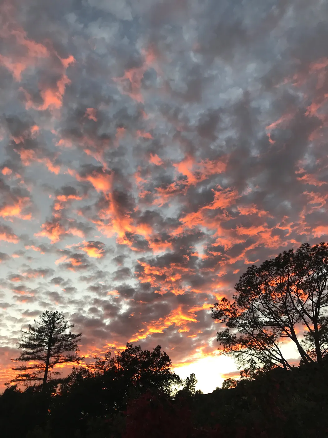 Sunset over the Garden