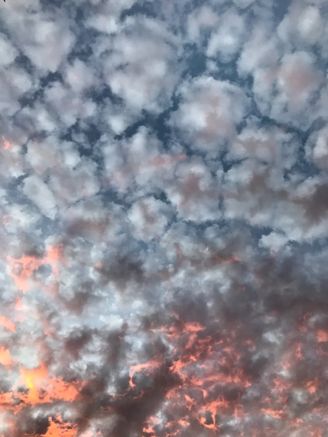 Sunset over the Garden