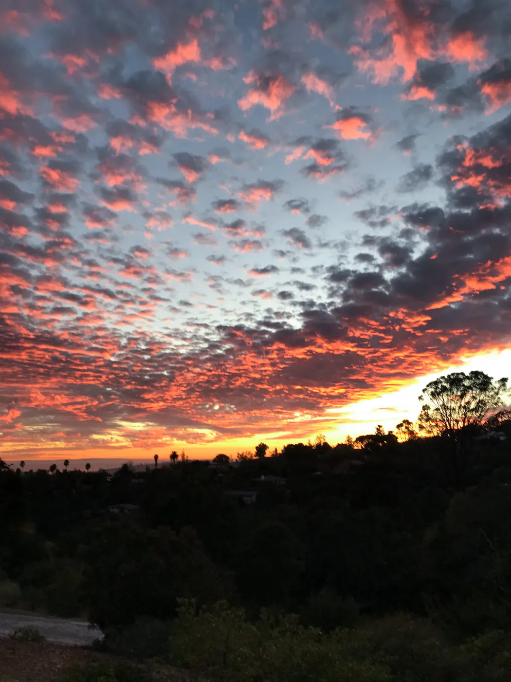 Sunset over the Garden