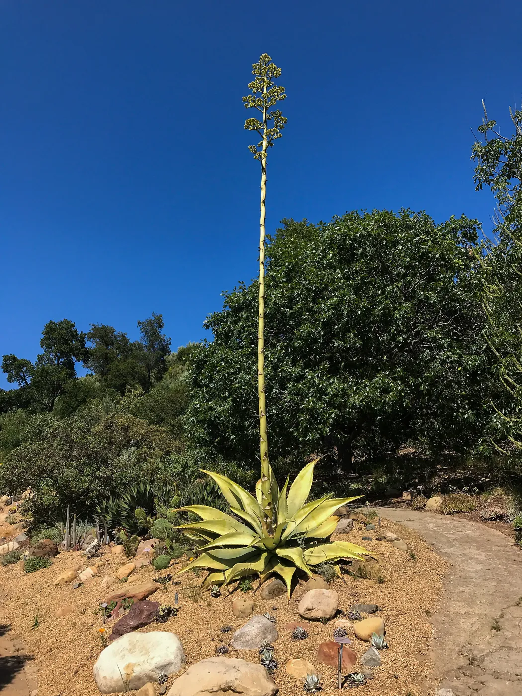 Agave sobria