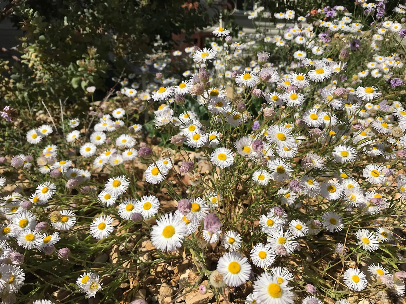Spreading Fleabane