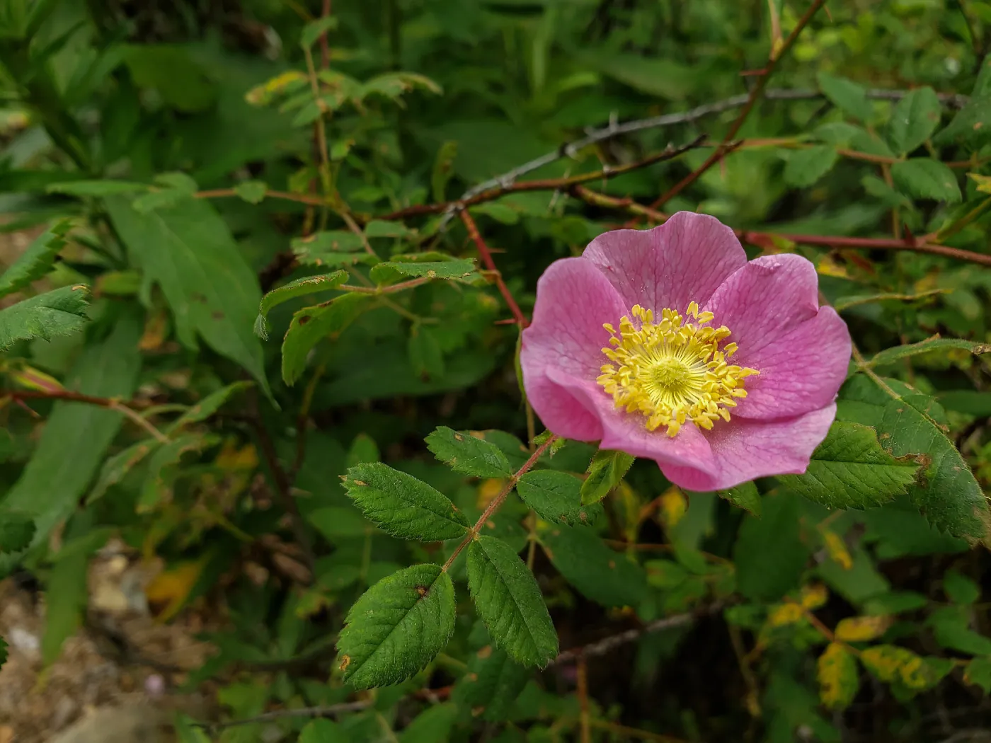 California Wild Rose
