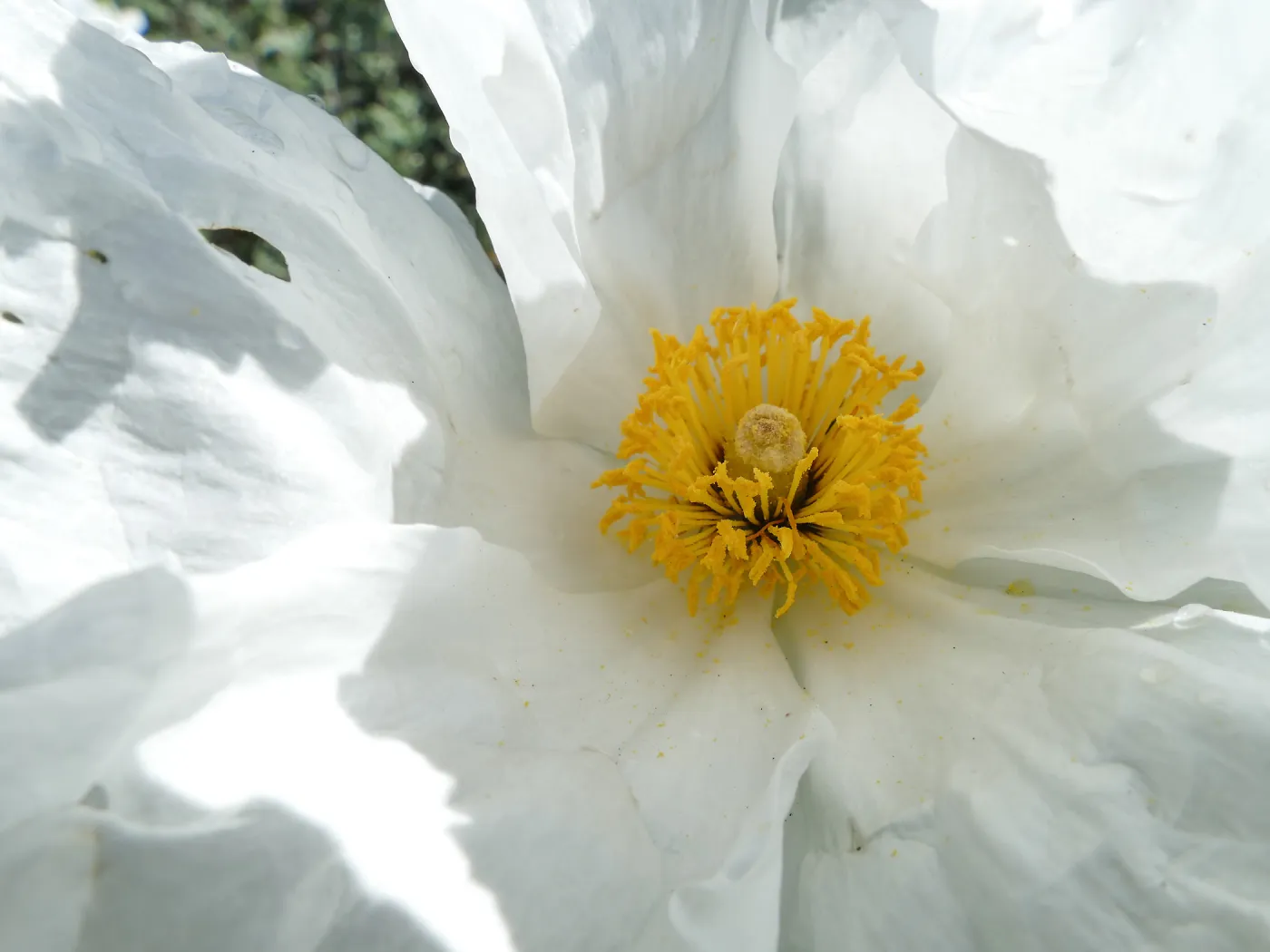 Matilija Poppy