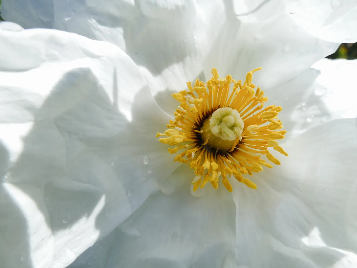 Matilija Poppy