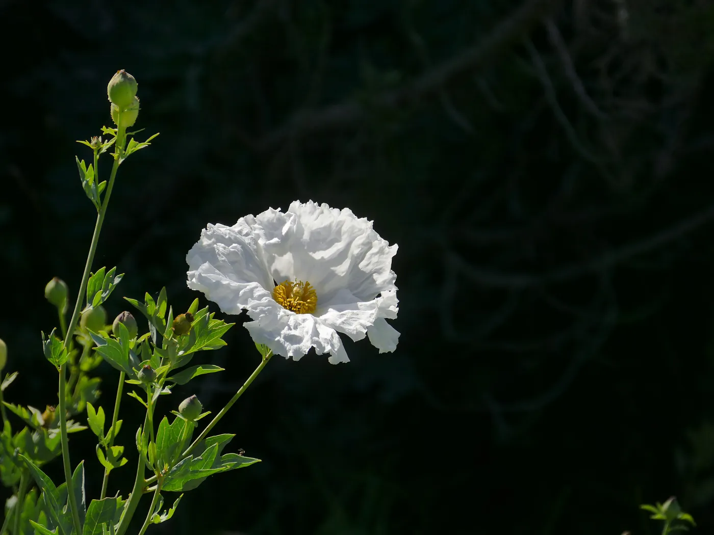 Matilija Poppy