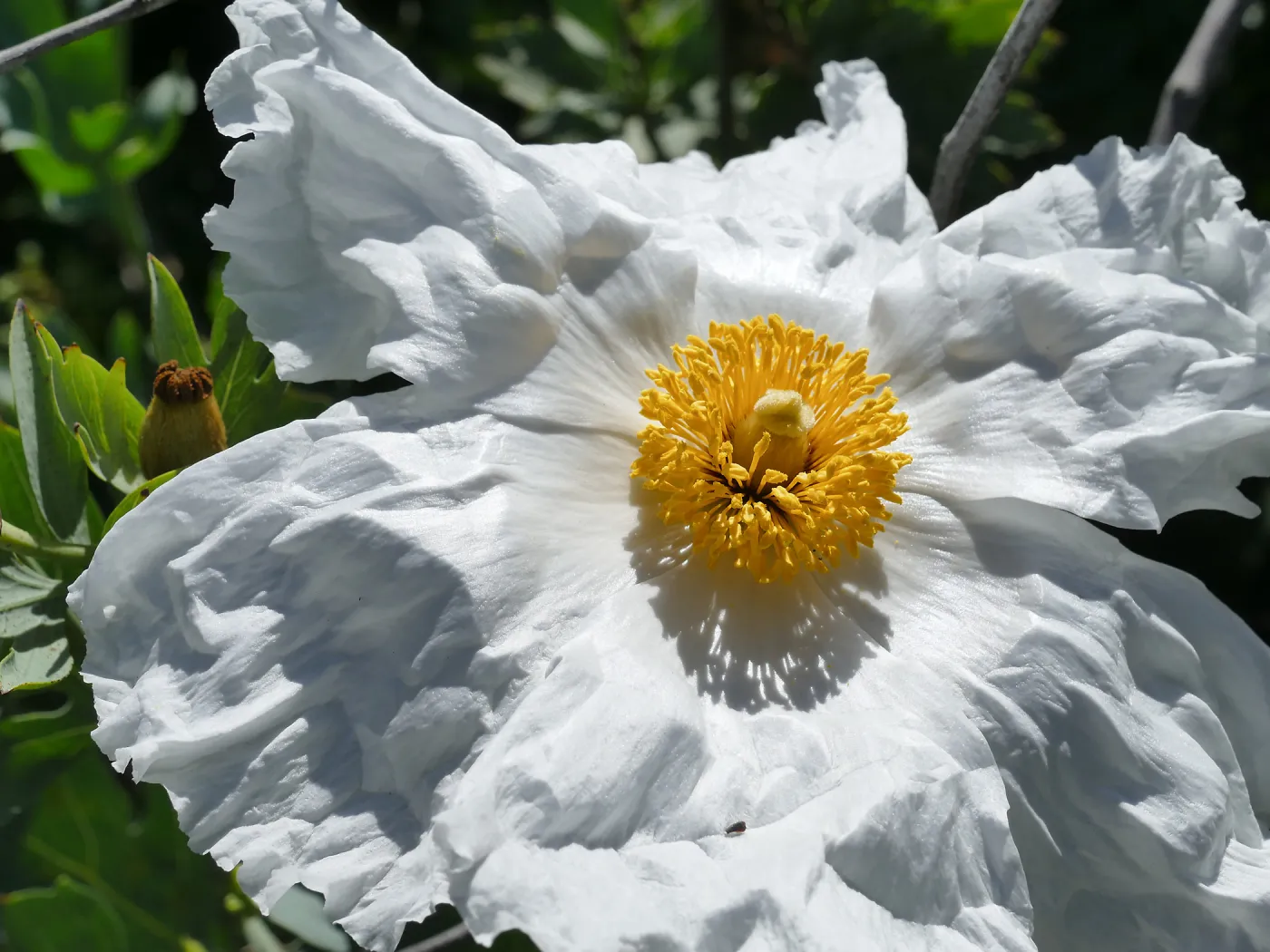 Matilija Poppy