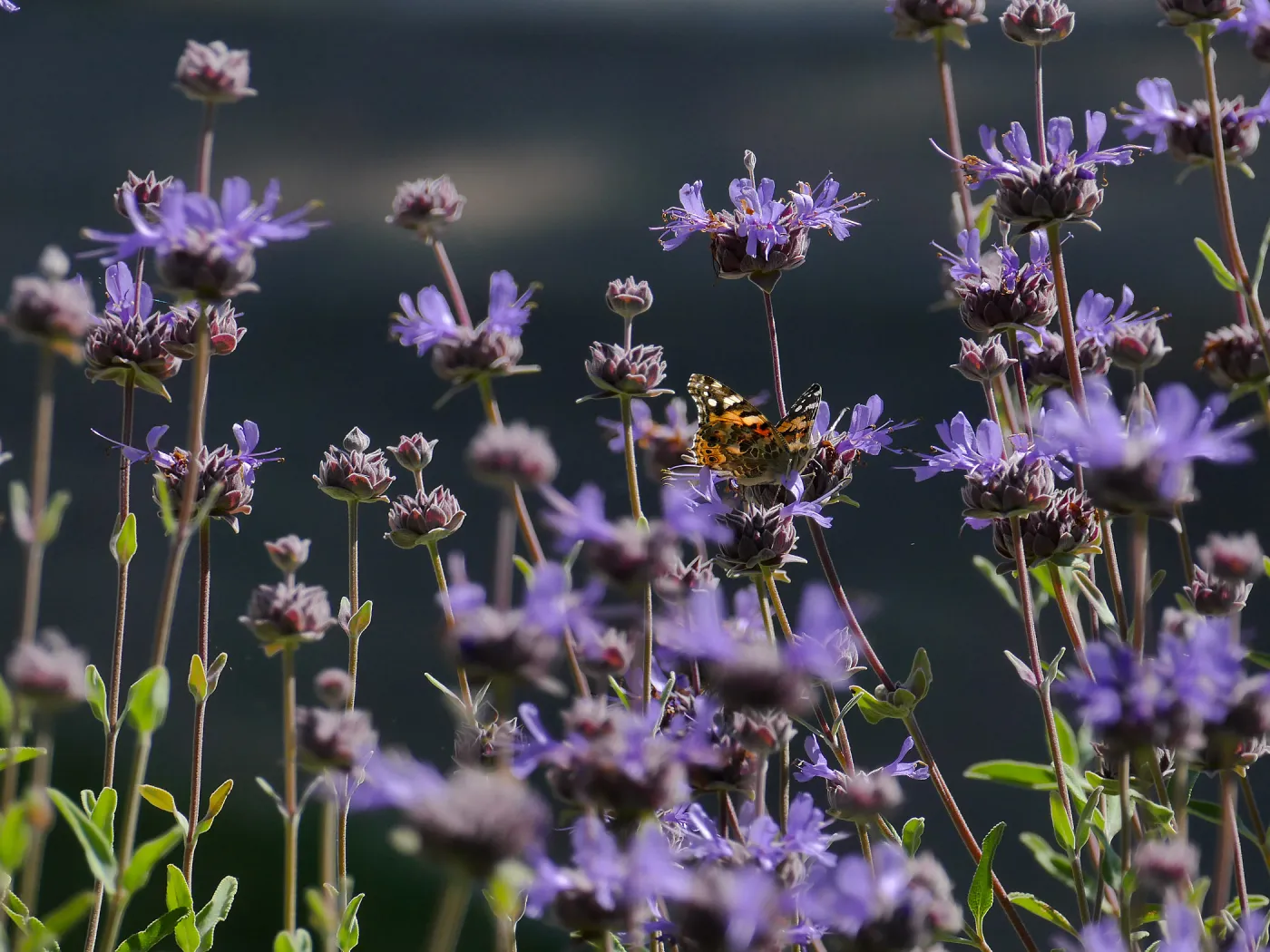 Butterfly on Allen Chickering Sage
