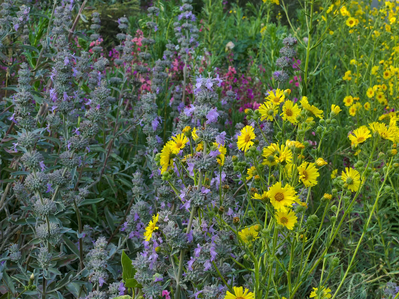 Salvia â€˜Desperado' and Elegant Madia at the Tunnel Triangle