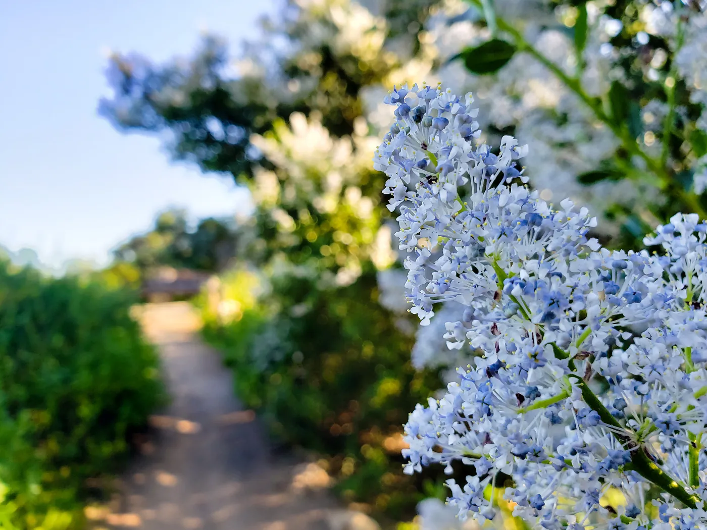 Ceanothus (California Lilac) Blossom