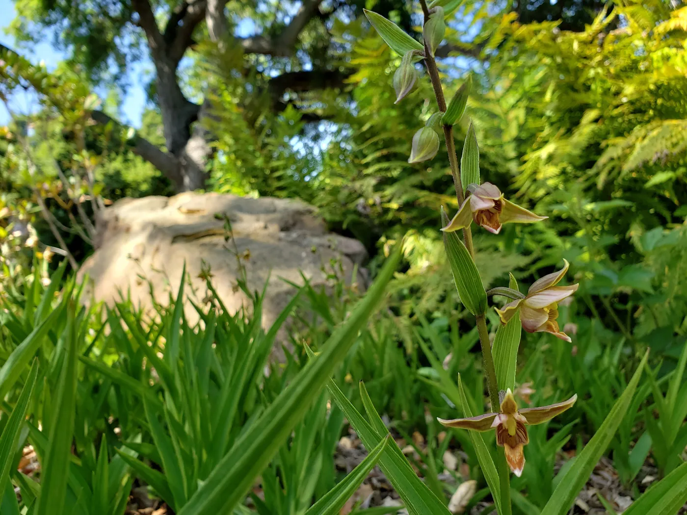 Epipactis gigantea â€˜Serpentine Night'