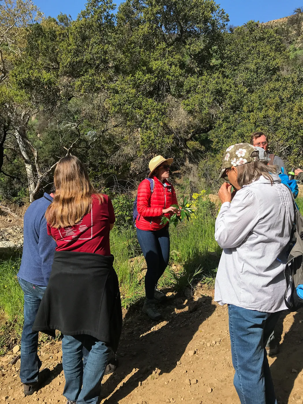 Romero Canyon day trip with Natalie Love, studying California Mugwort