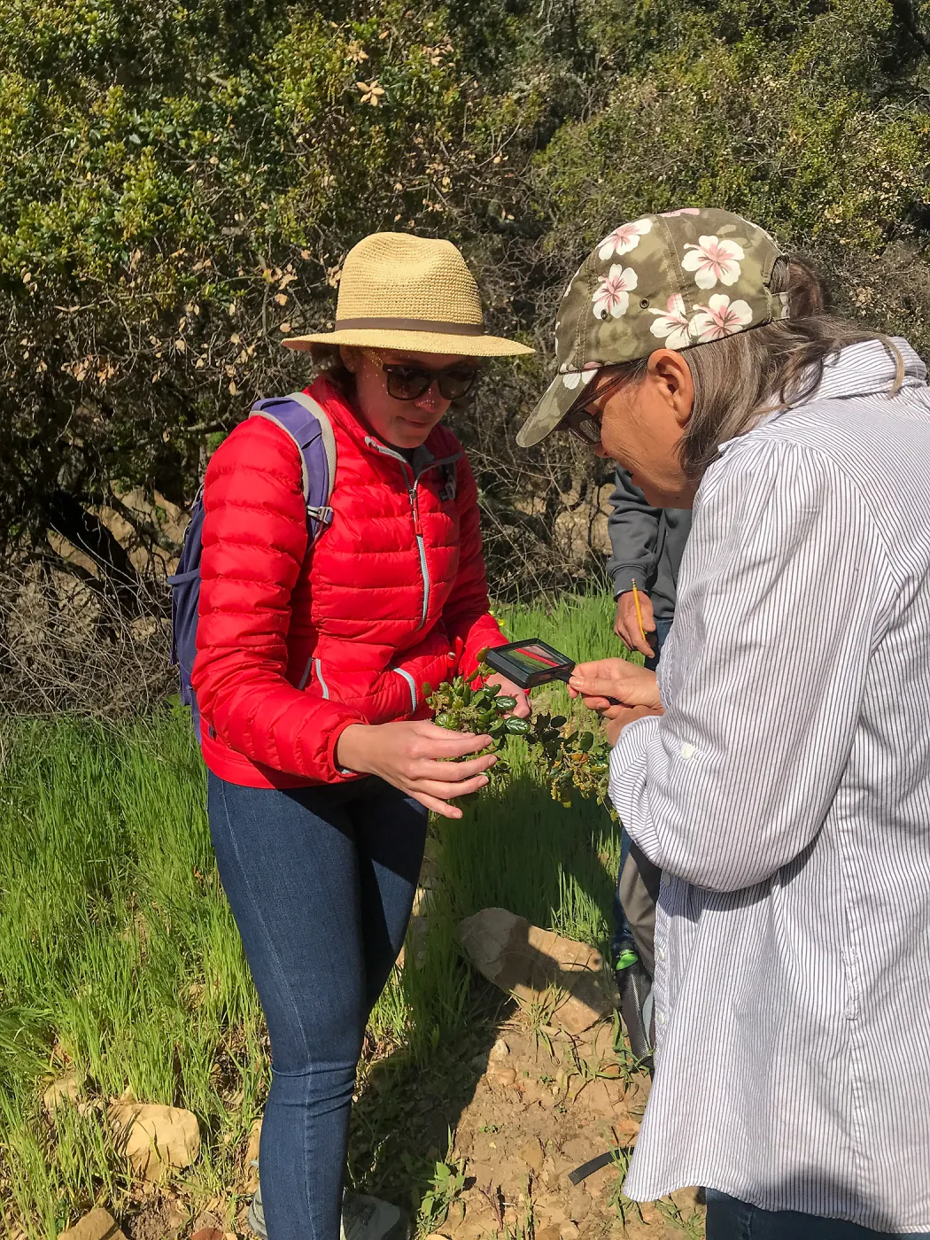 Romero Canyon day trip with Natalie Love, studying Coast Live Oak