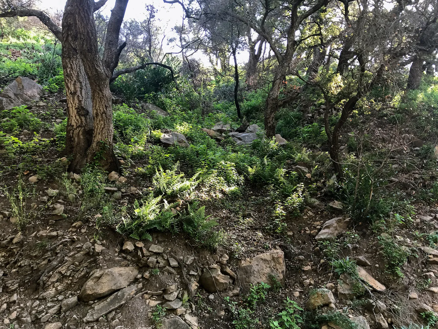 Romero Canyon day trip with Natalie Love