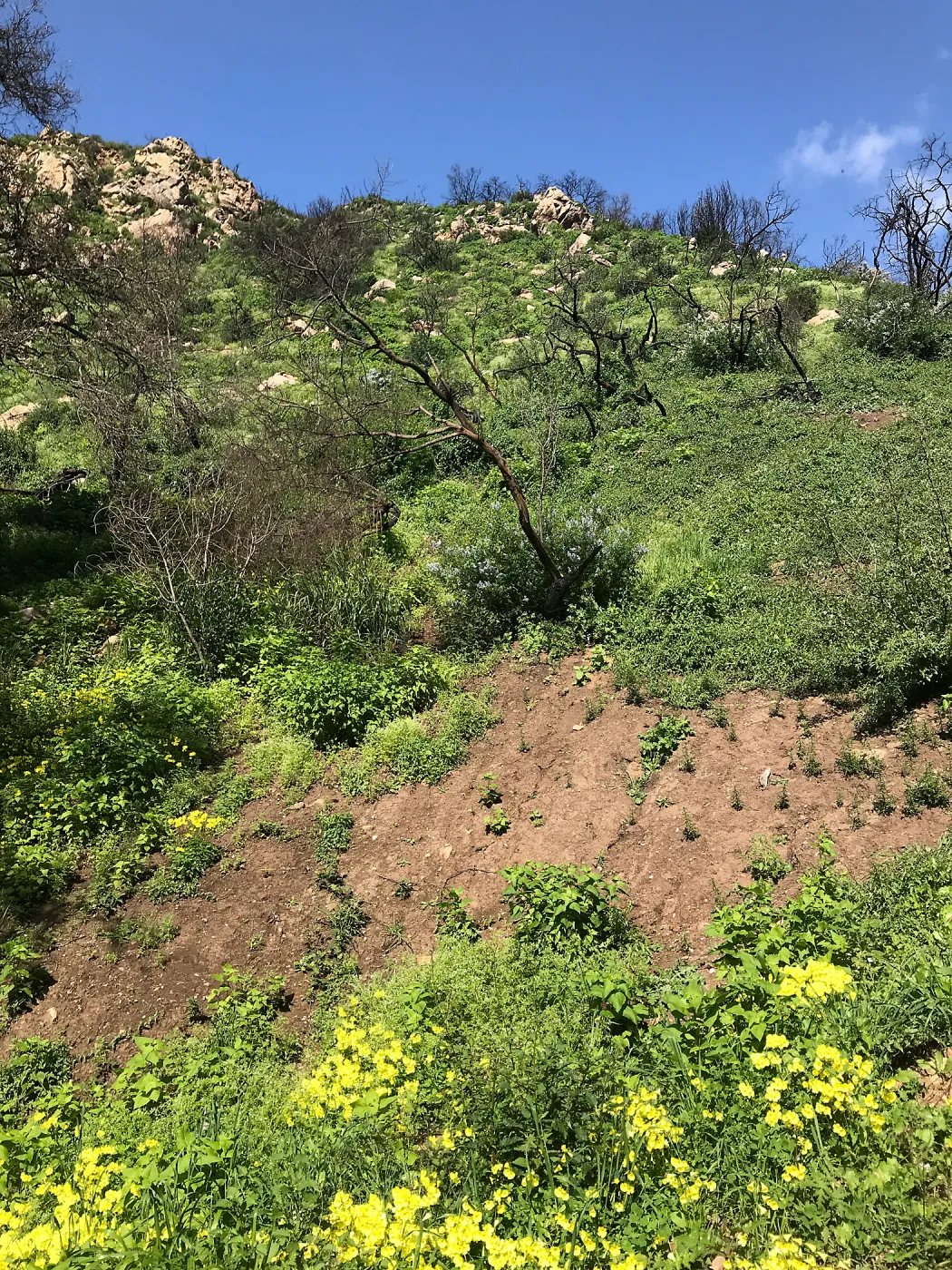 Romero Canyon day trip with Natalie Love, burnt ceanothus
