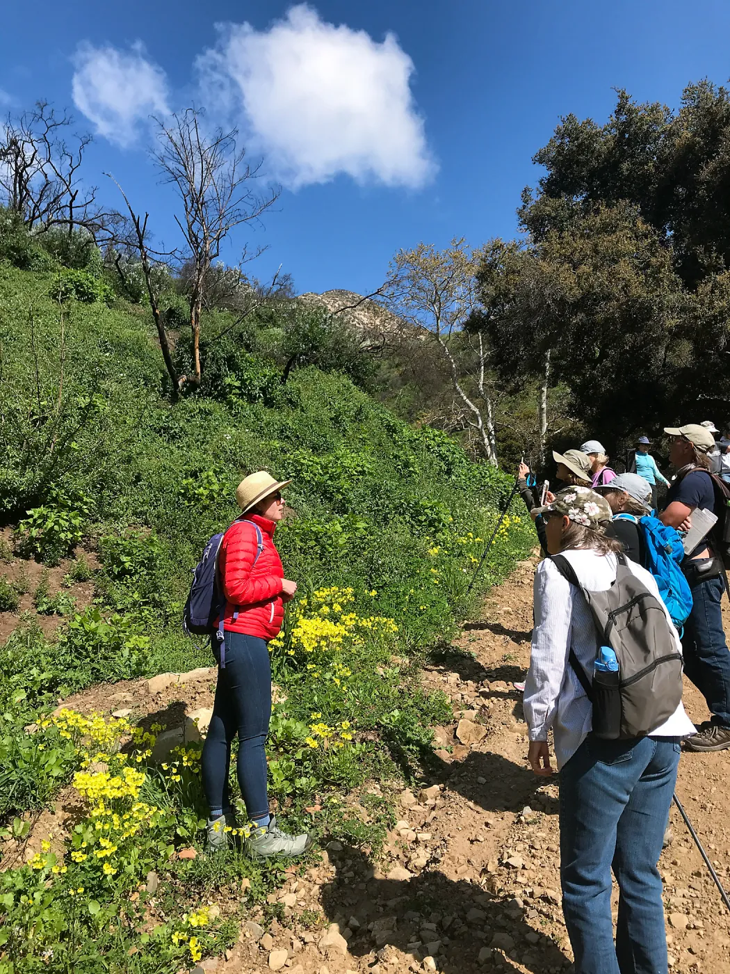 Romero Canyon day trip with Natalie Love, burnt ceanothus