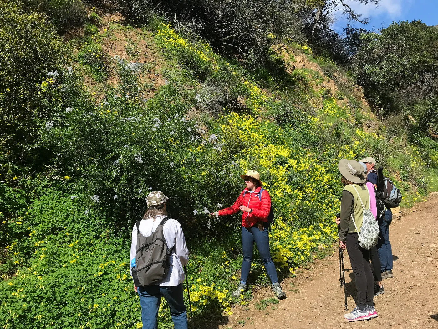 Romero Canyon day trip with Natalie Love, ceanothus (California Lilac) flowers