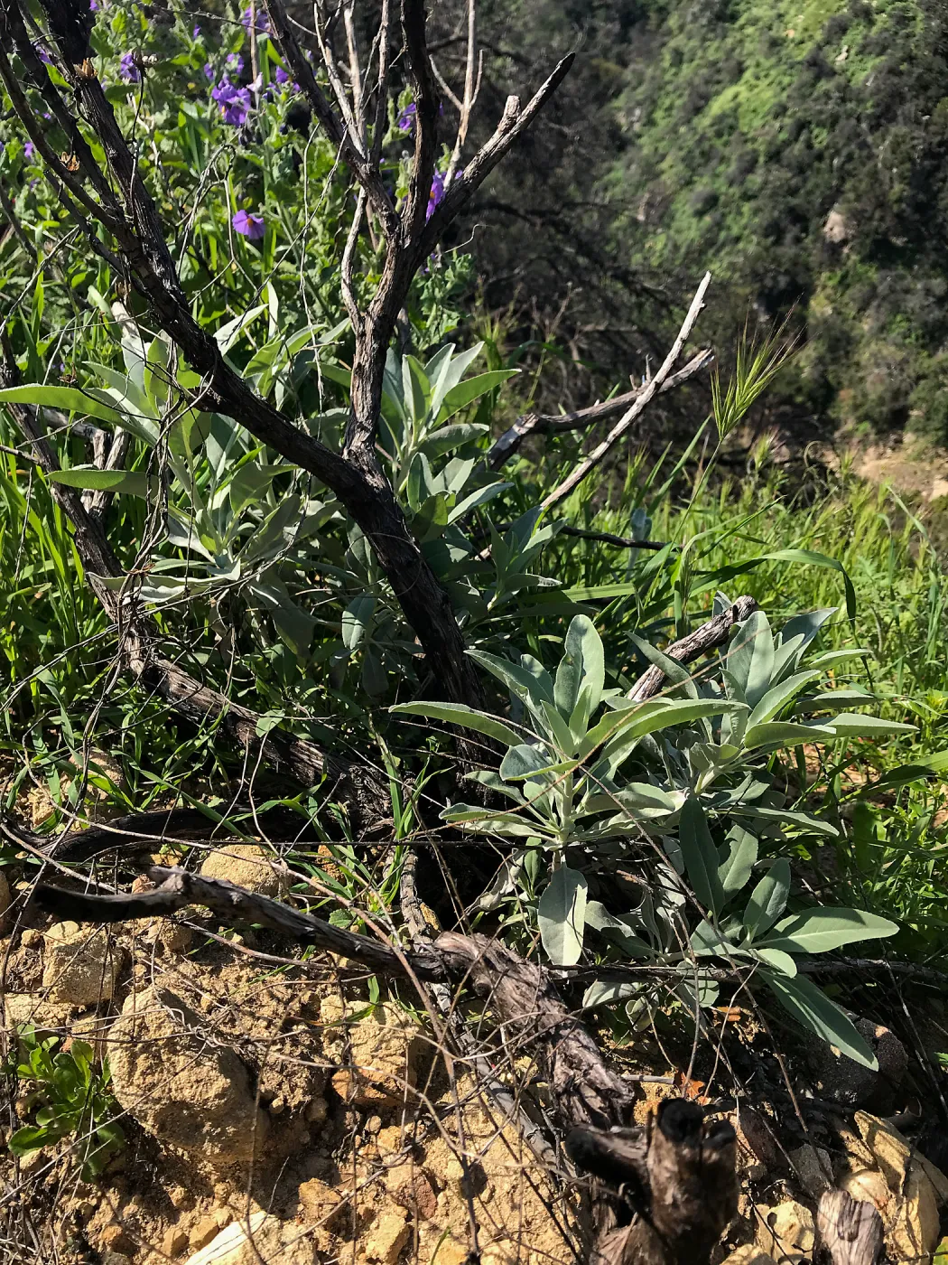 Romero Canyon day trip with Natalie Love, White Sage