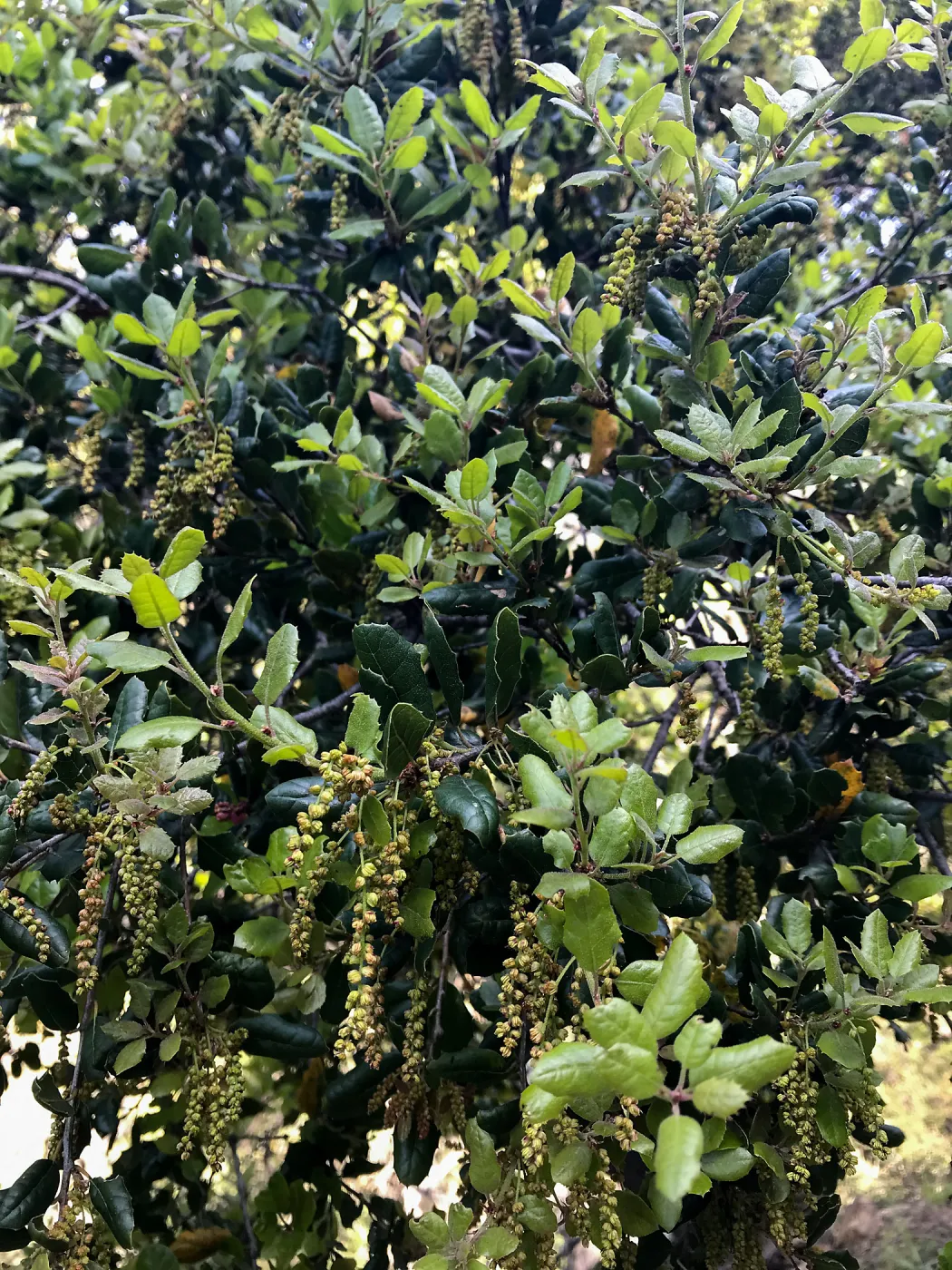 Romero Canyon day trip with Natalie Love, Coast Live Oak flowering