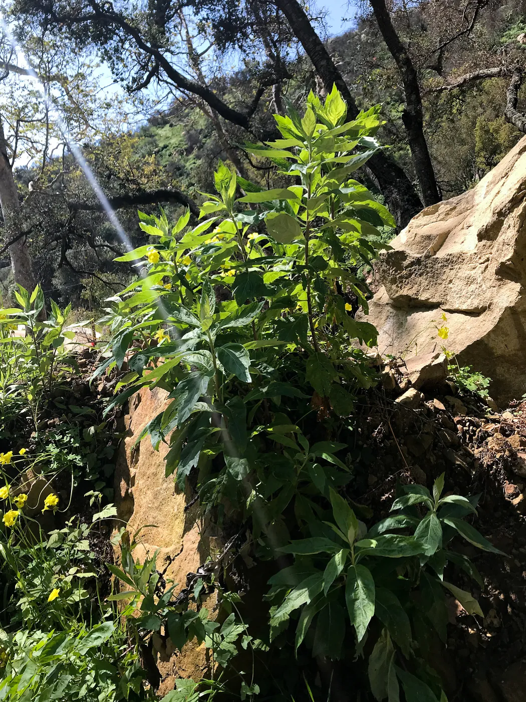 Romero Canyon day trip with Natalie Love, California Mugwort