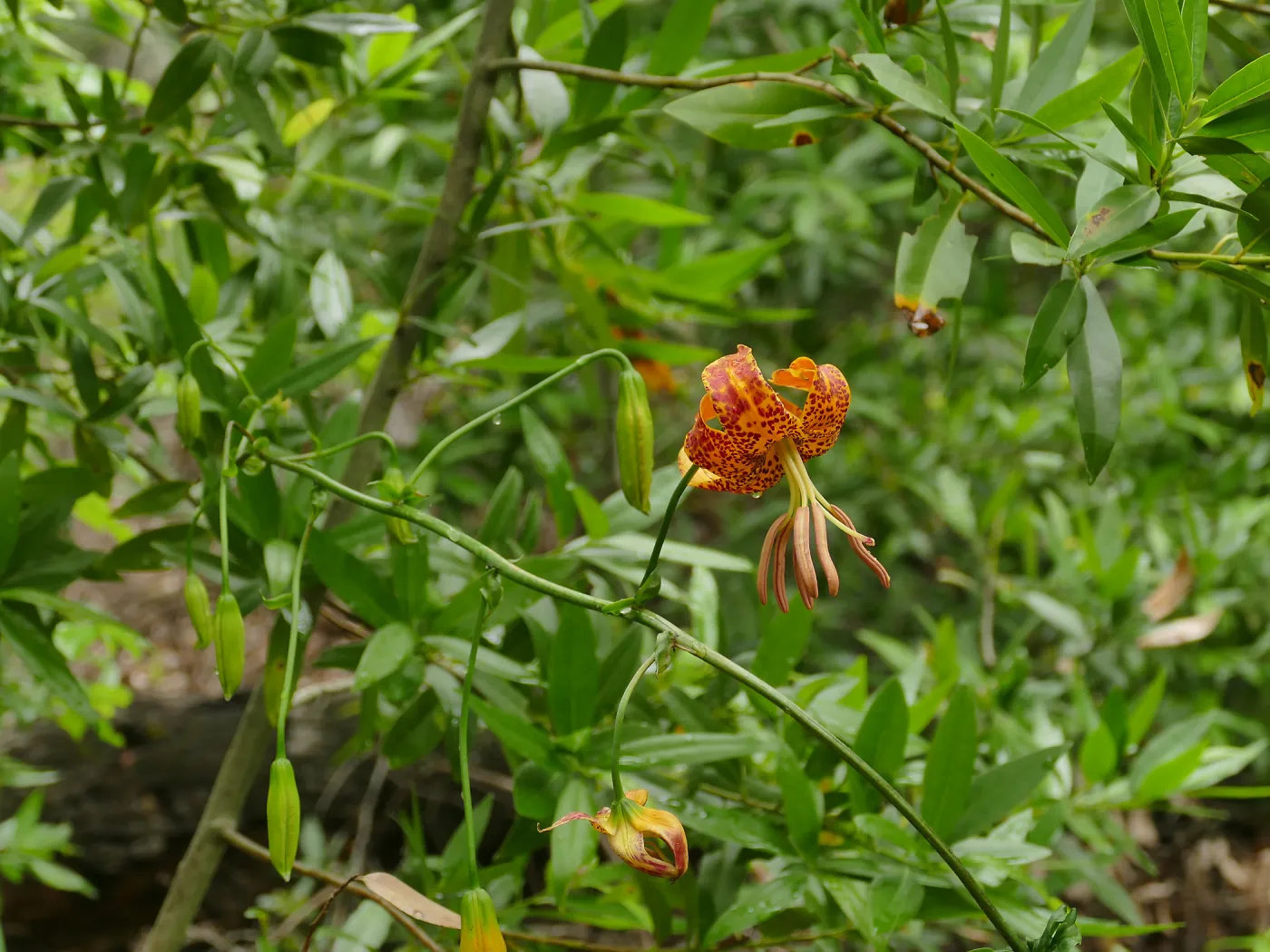 Humboldt Lily