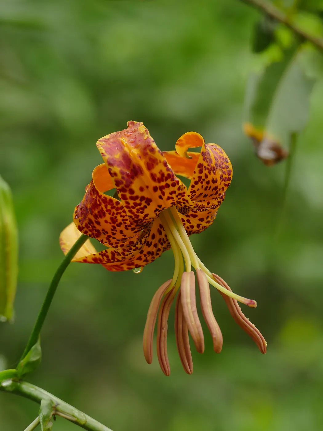 Humboldt Lily