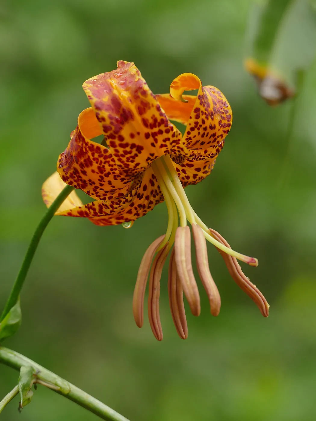 Humboldt Lily