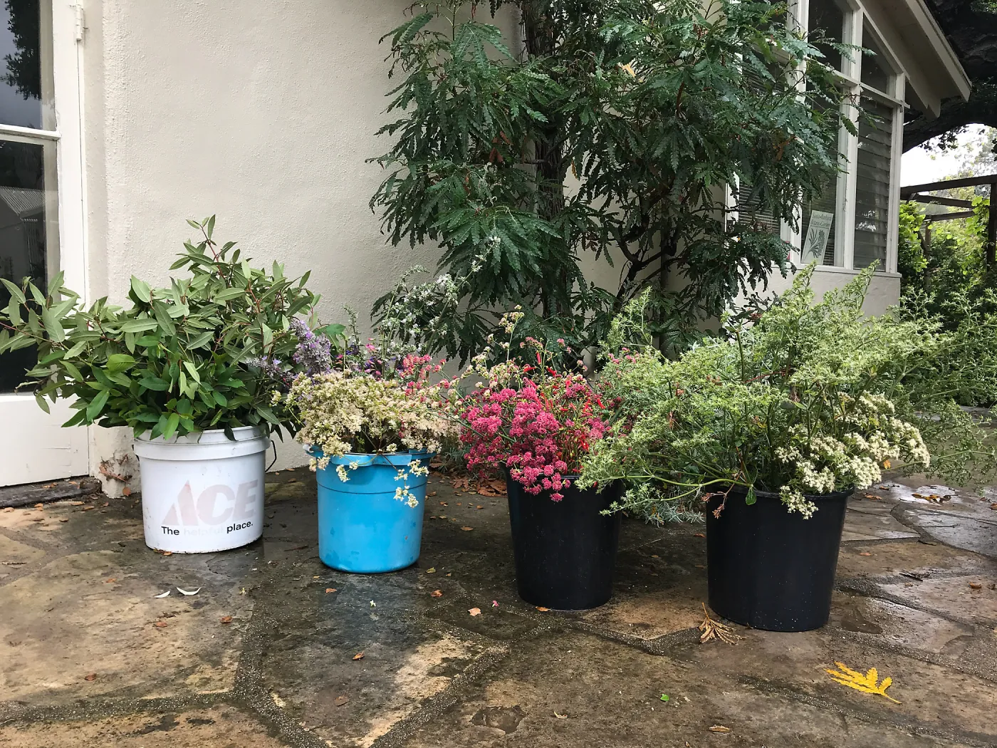 Bring the Wild Inside; Floral Design With California Native Plants