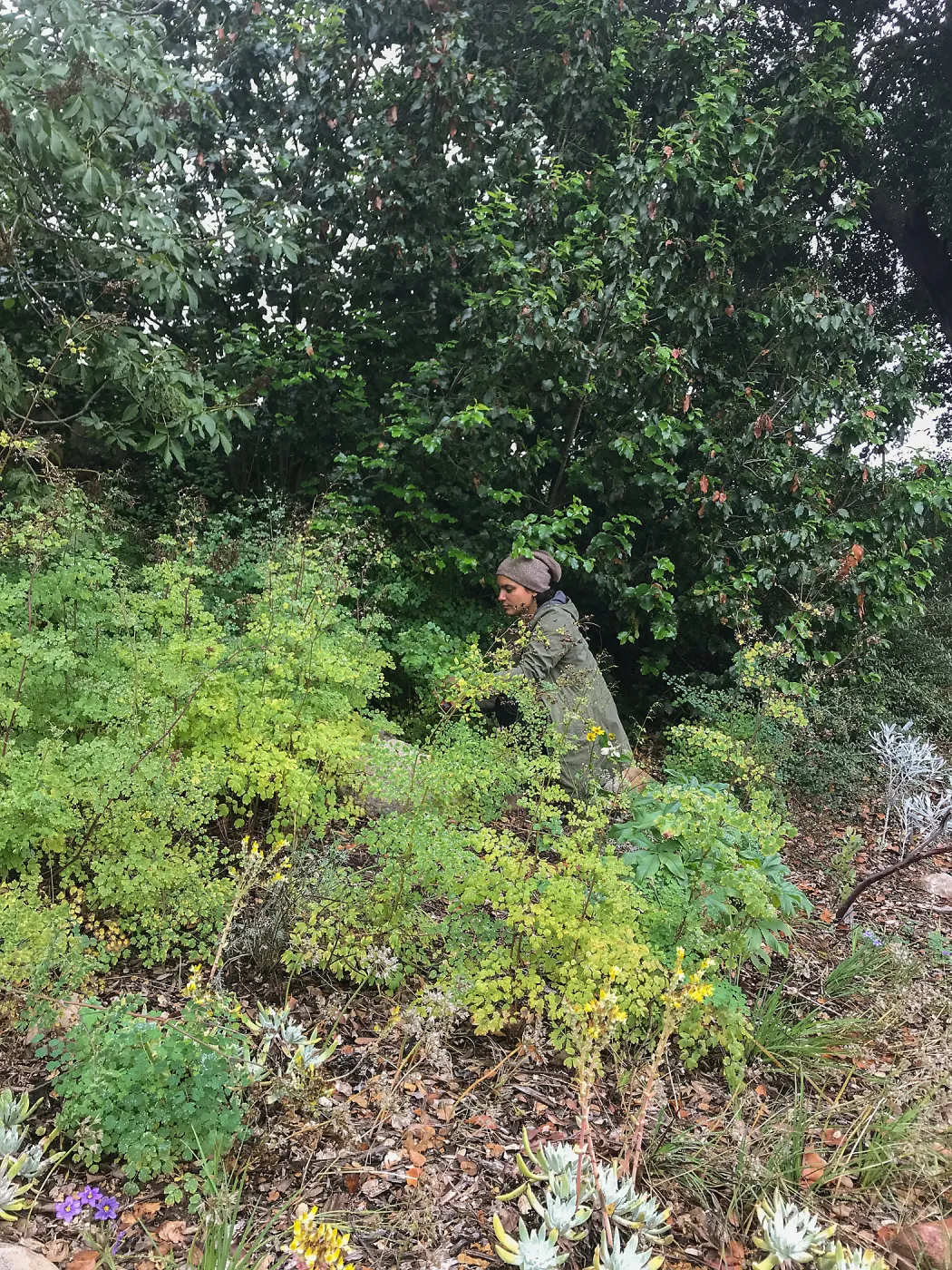 Bring the Wild Inside; Floral Design With California Native Plants
