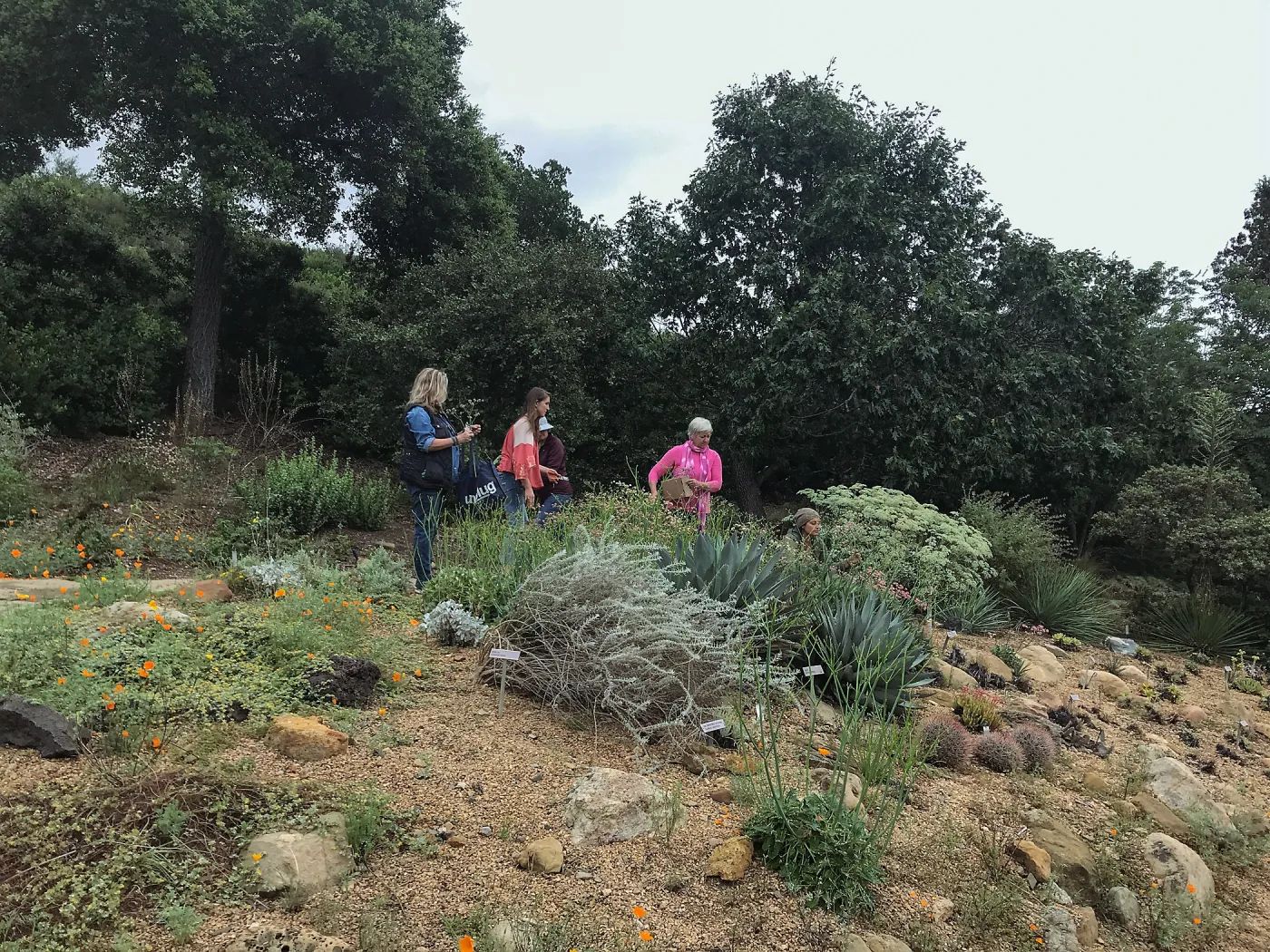 Bring the Wild Inside; Floral Design With California Native Plants